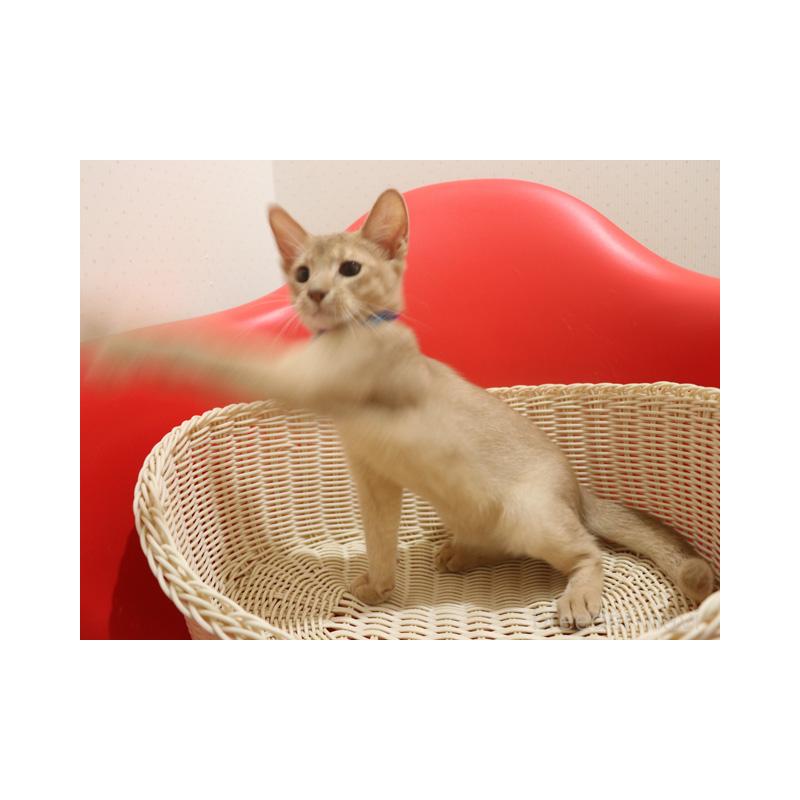 成約済の埼玉県のアビシニアン-128367の2枚目