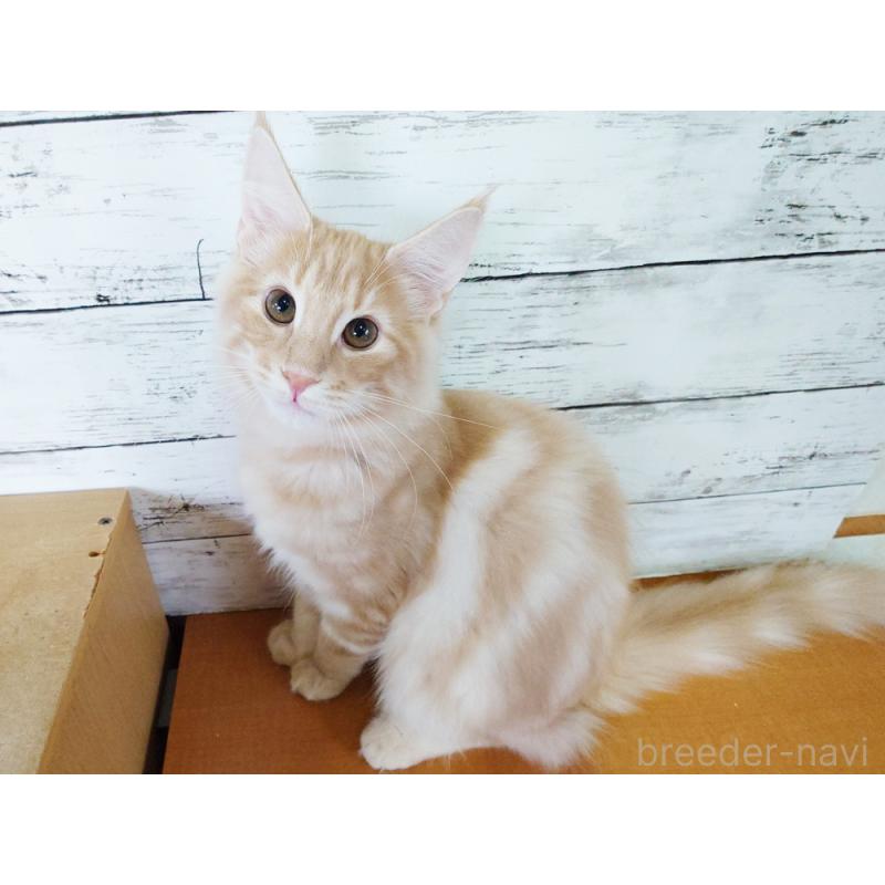 販売中の東京都のノルウェージャンフォレストキャット-121227の6枚目