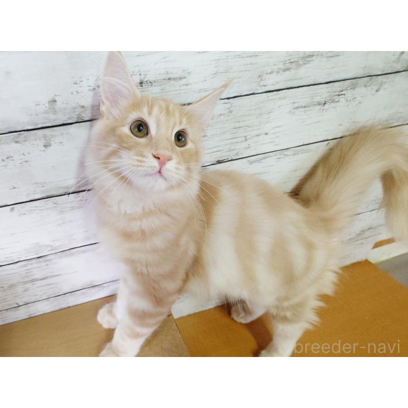 販売中の東京都のノルウェージャンフォレストキャット-121227の5枚目