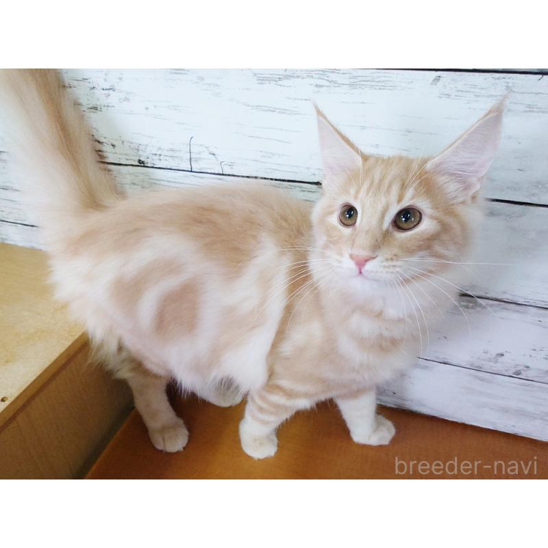 販売中の東京都のノルウェージャンフォレストキャット-121227の4枚目