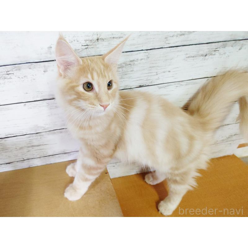 販売中の東京都のノルウェージャンフォレストキャット-121227の3枚目