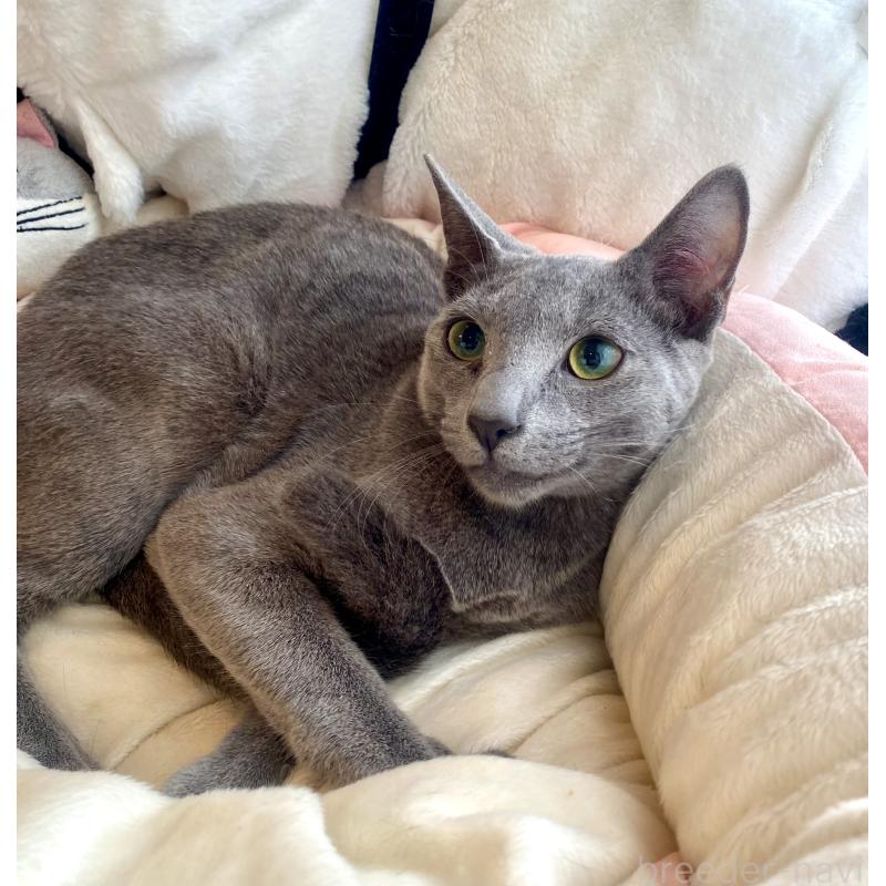 成約済の東京都のロシアンブルー-115786の12枚目