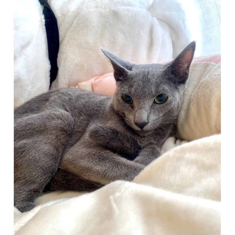 成約済の東京都のロシアンブルー-115786の11枚目