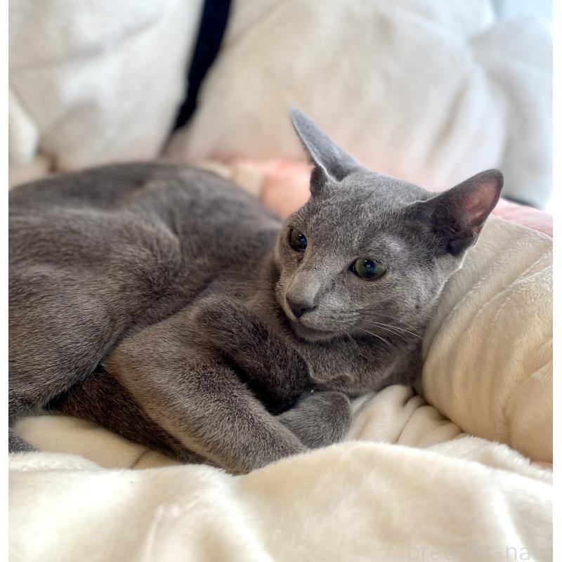 成約済の東京都のロシアンブルー-115786の10枚目