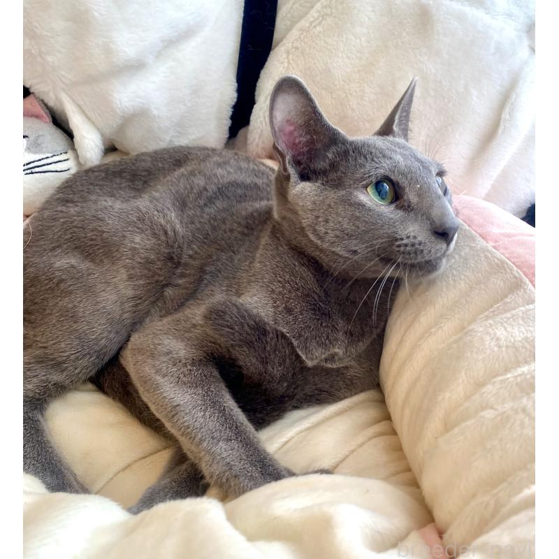 成約済の東京都のロシアンブルー-115786の9枚目