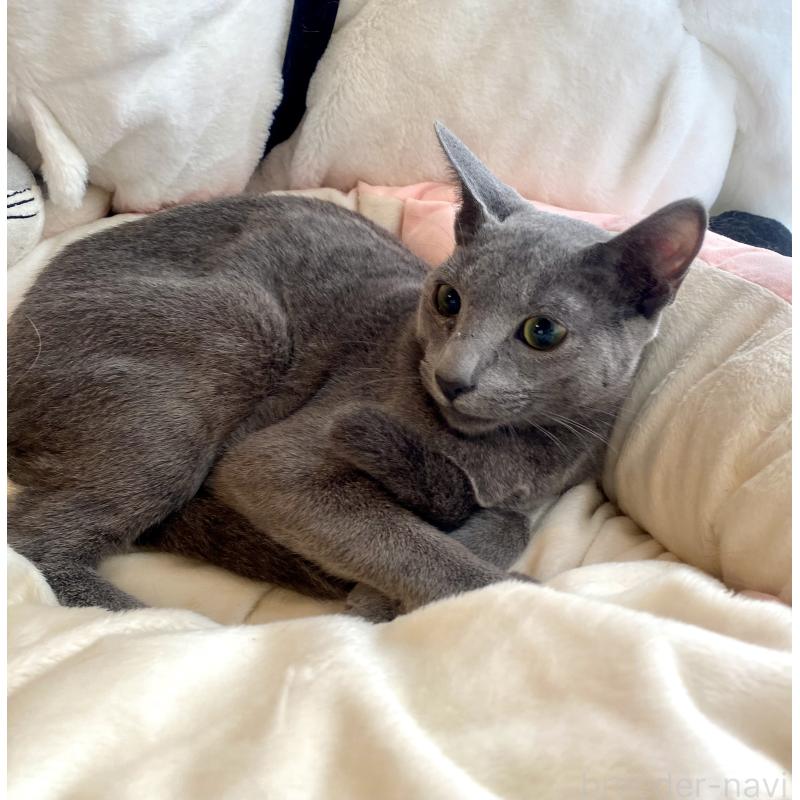 成約済の東京都のロシアンブルー-115786の8枚目