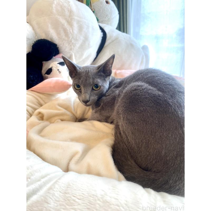 成約済の東京都のロシアンブルー-115786の7枚目