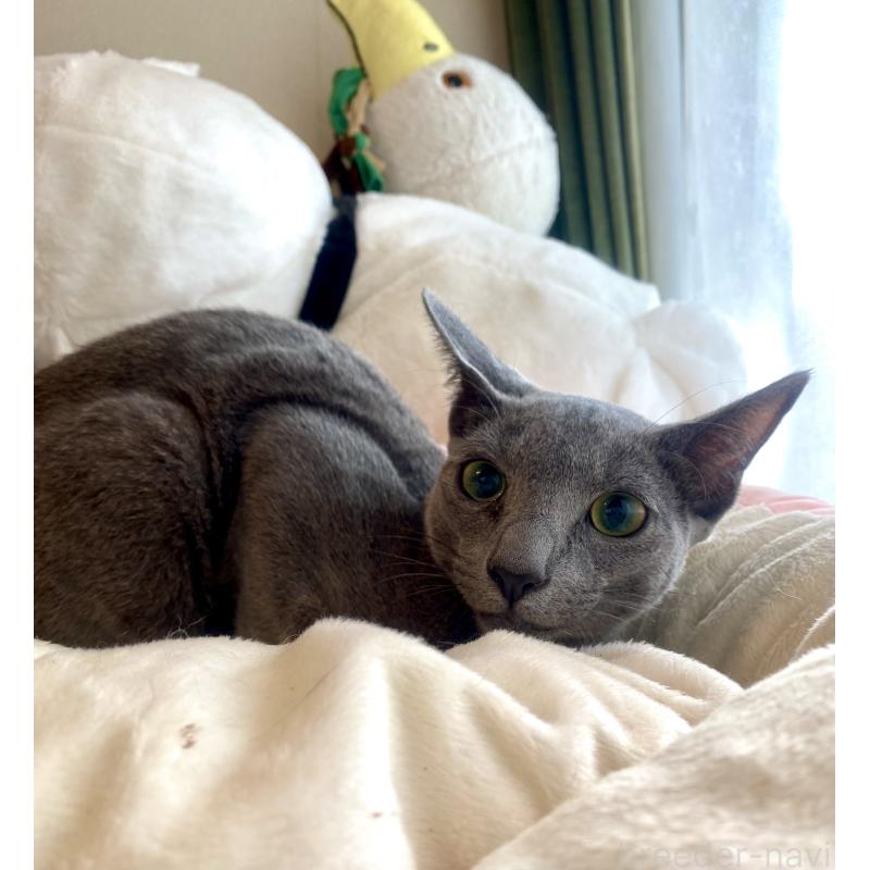 成約済の東京都のロシアンブルー-115786の6枚目