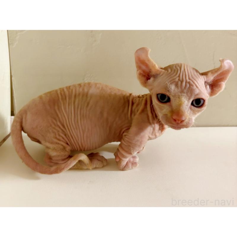 販売中の東京都のドウェルフ-129475の4枚目