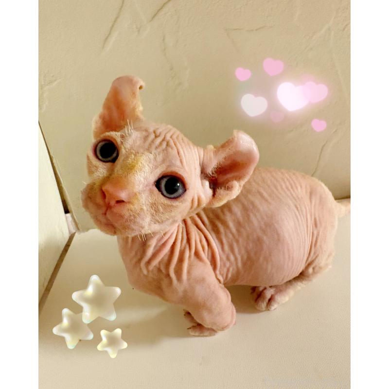 販売中の東京都のドウェルフ-129475の3枚目