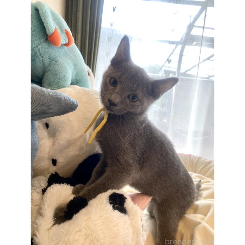 販売中の東京都のロシアンブルー-124534の28枚目