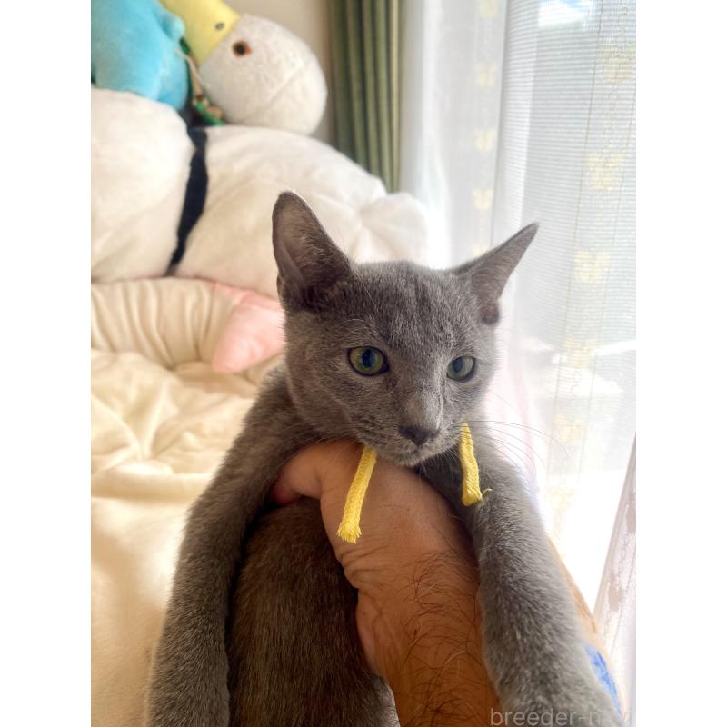 販売中の東京都のロシアンブルー-124534の27枚目