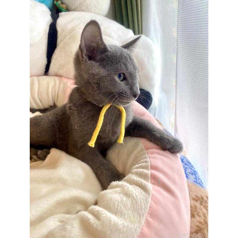 販売中の東京都のロシアンブルー-124534の26枚目