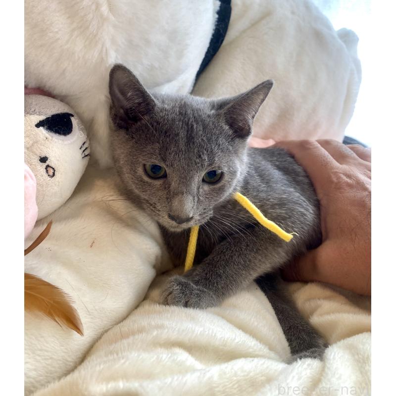 販売中の東京都のロシアンブルー-124534の25枚目