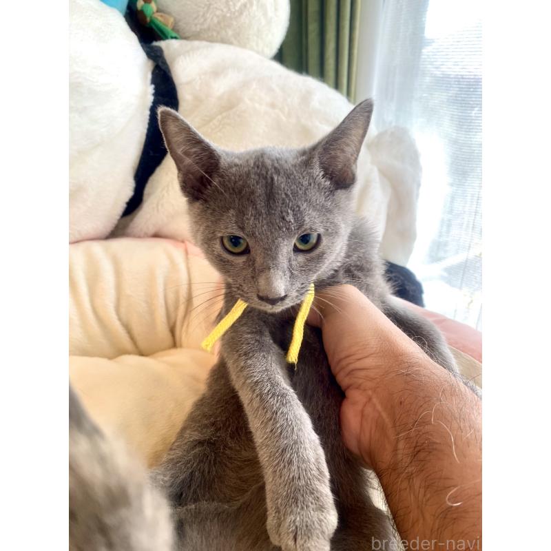 販売中の東京都のロシアンブルー-124534の24枚目