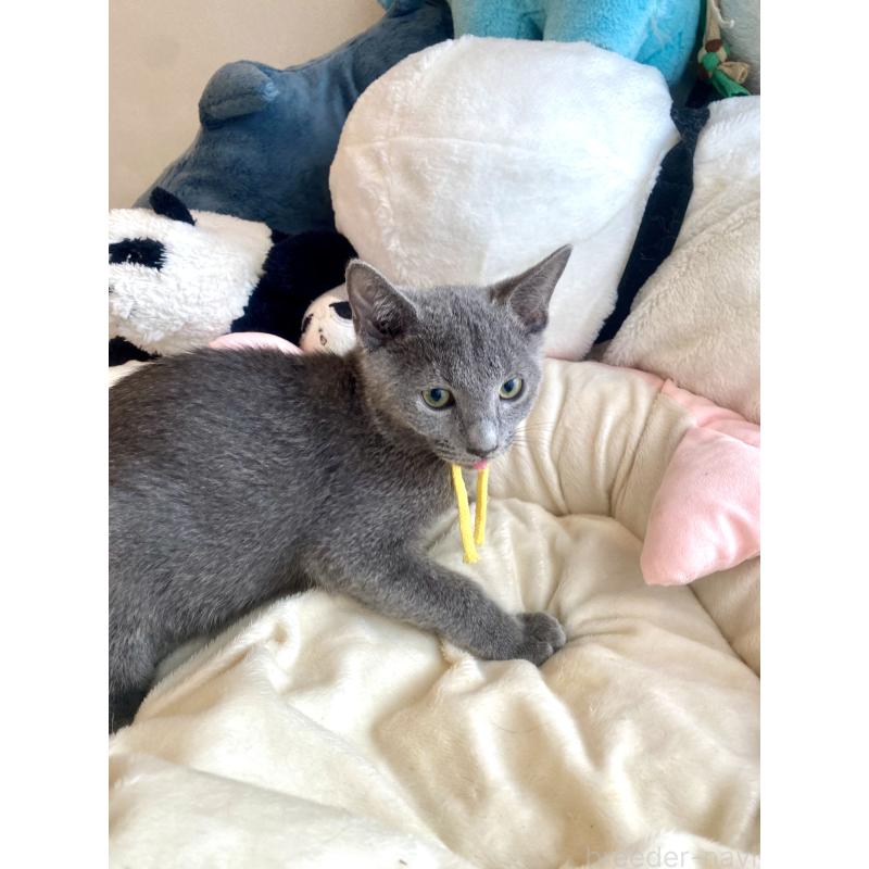 販売中の東京都のロシアンブルー-124534の23枚目