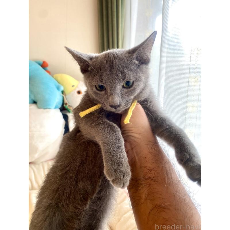 販売中の東京都のロシアンブルー-124534の22枚目