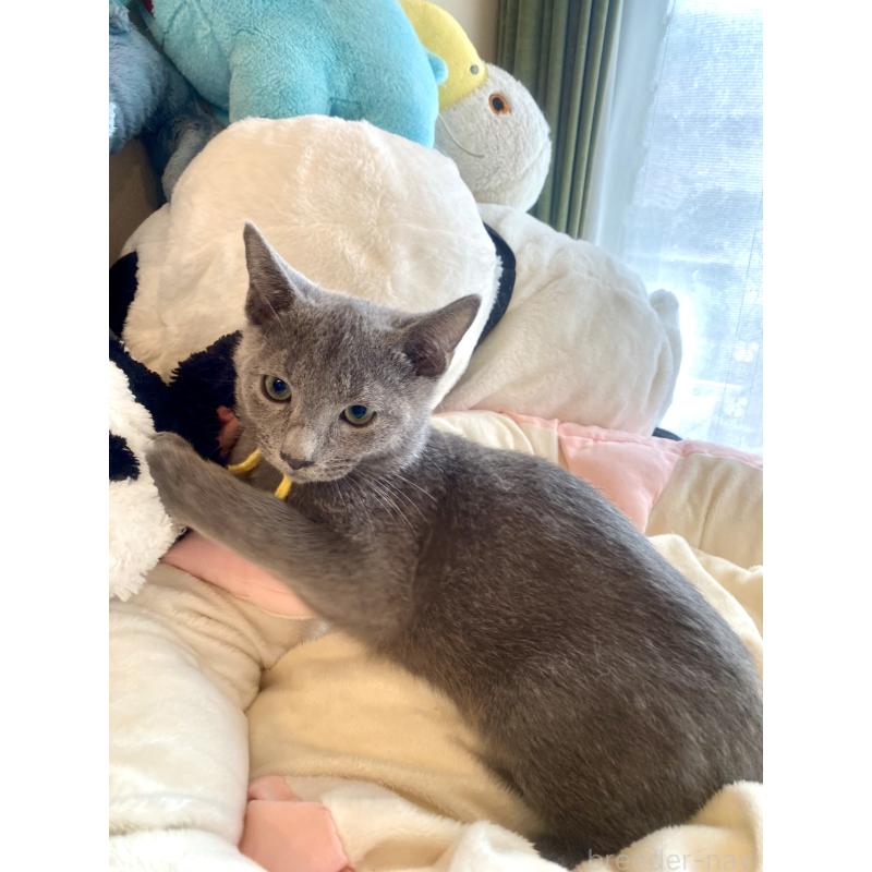 販売中の東京都のロシアンブルー-124534の21枚目