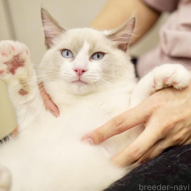販売中の東京都のラグドール-121604の15枚目