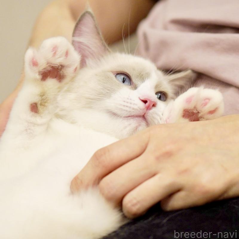 販売中の東京都のラグドール-121604の14枚目