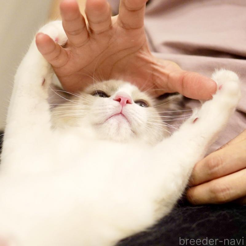 販売中の東京都のラグドール-121604の13枚目