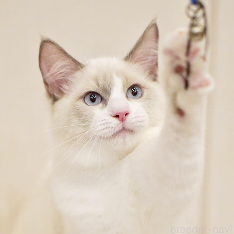 販売中の東京都のラグドール-121604の12枚目