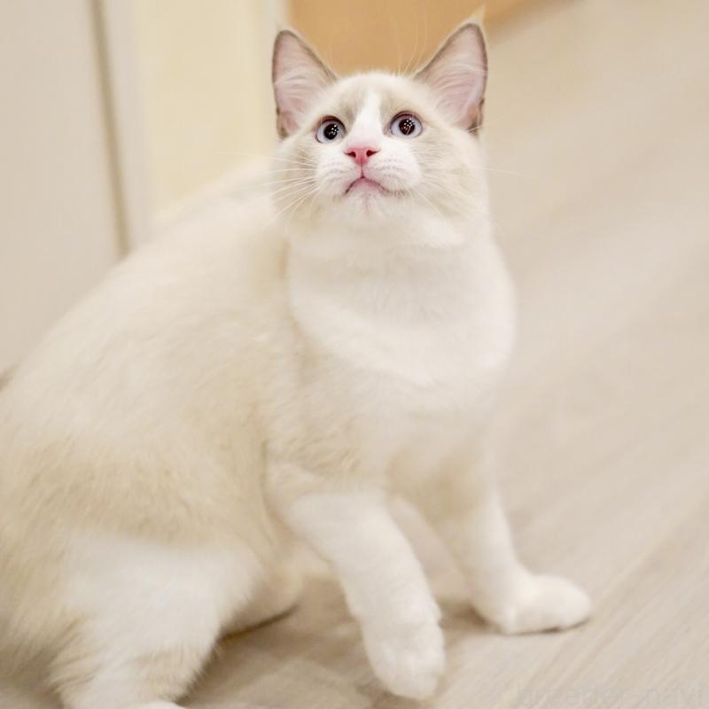 販売中の東京都のラグドール-121604の11枚目