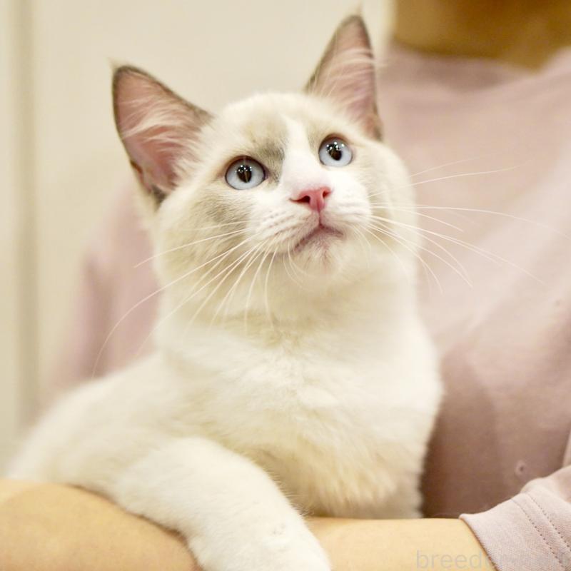 販売中の東京都のラグドール-121604の10枚目