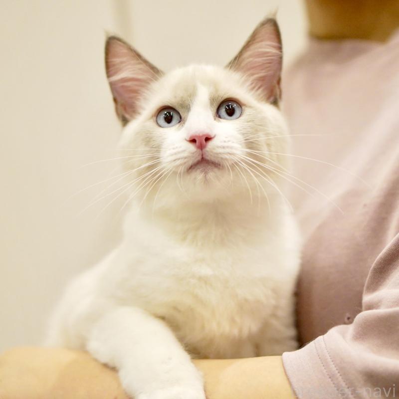 販売中の東京都のラグドール-121604の9枚目