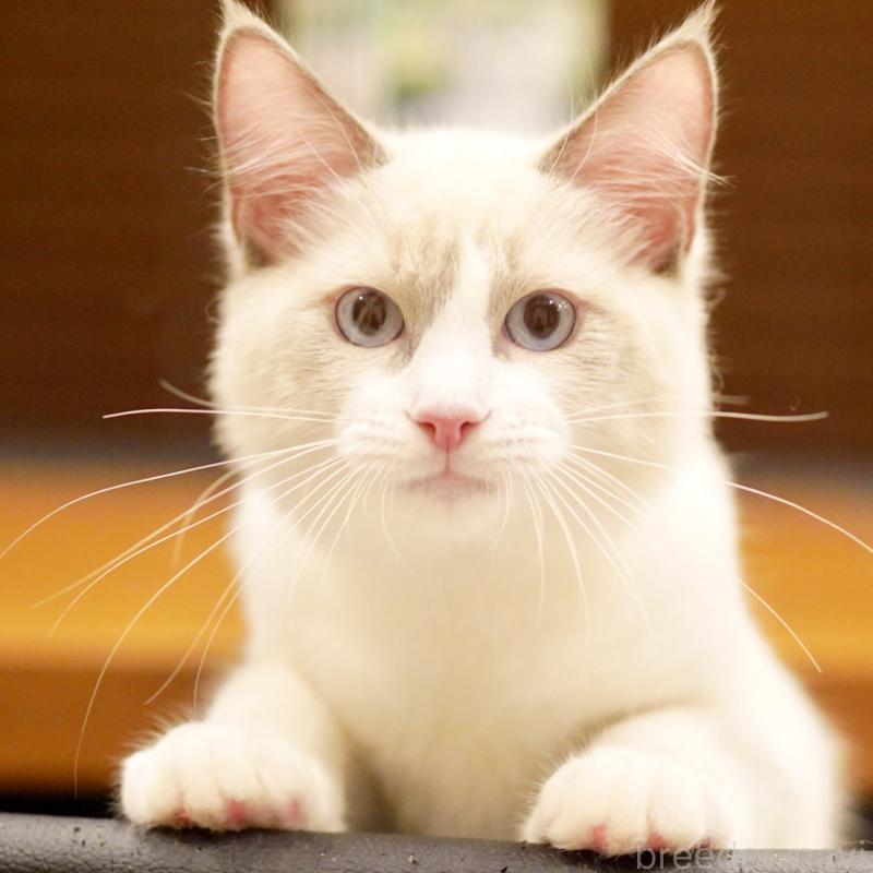 販売中の東京都のラグドール-121604の8枚目