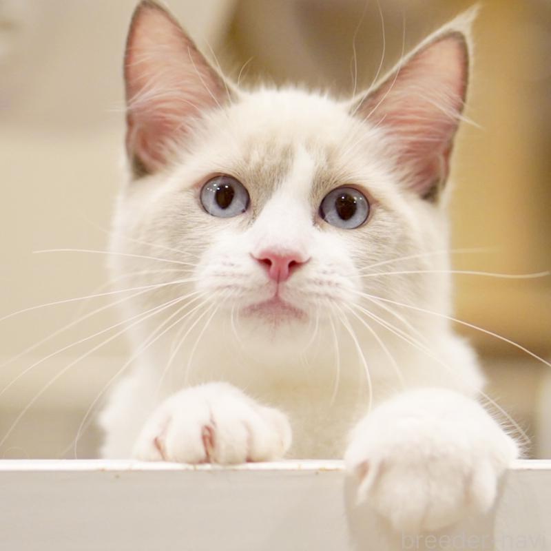 販売中の東京都のラグドール-121604の7枚目