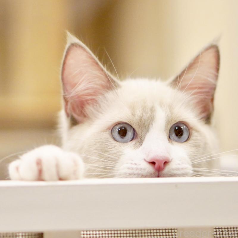 販売中の東京都のラグドール-121604の6枚目