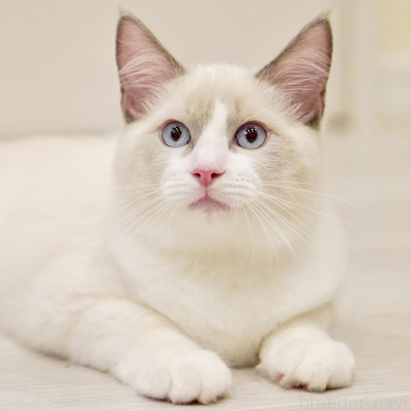 販売中の東京都のラグドール-121604の5枚目