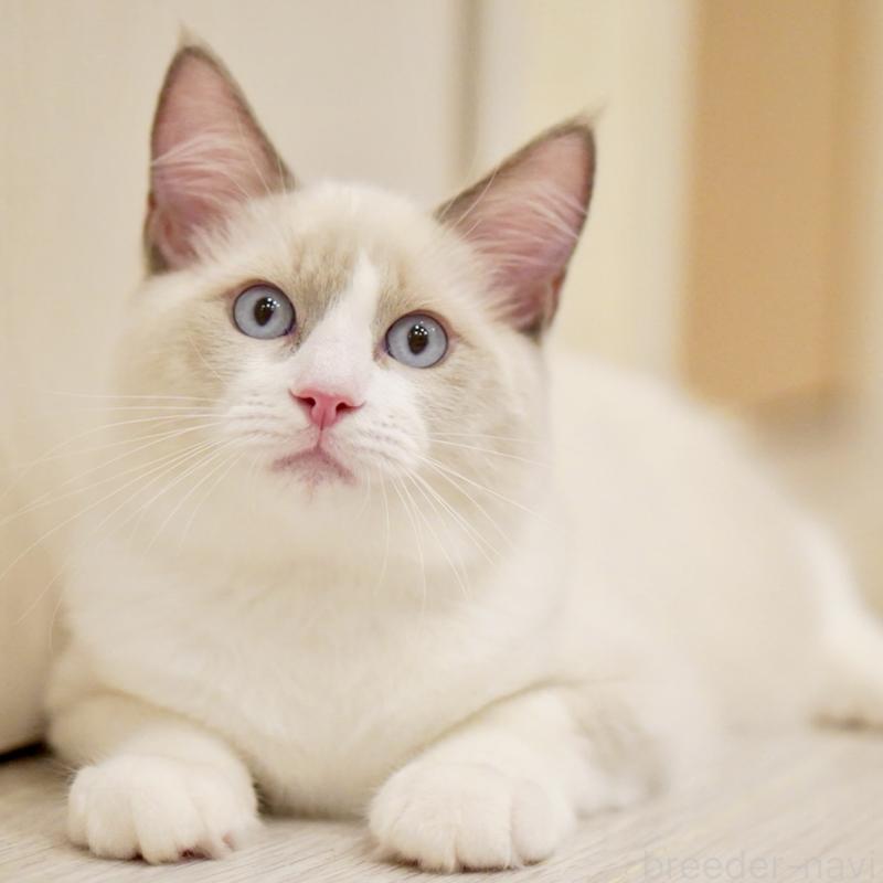 販売中の東京都のラグドール-121604の4枚目