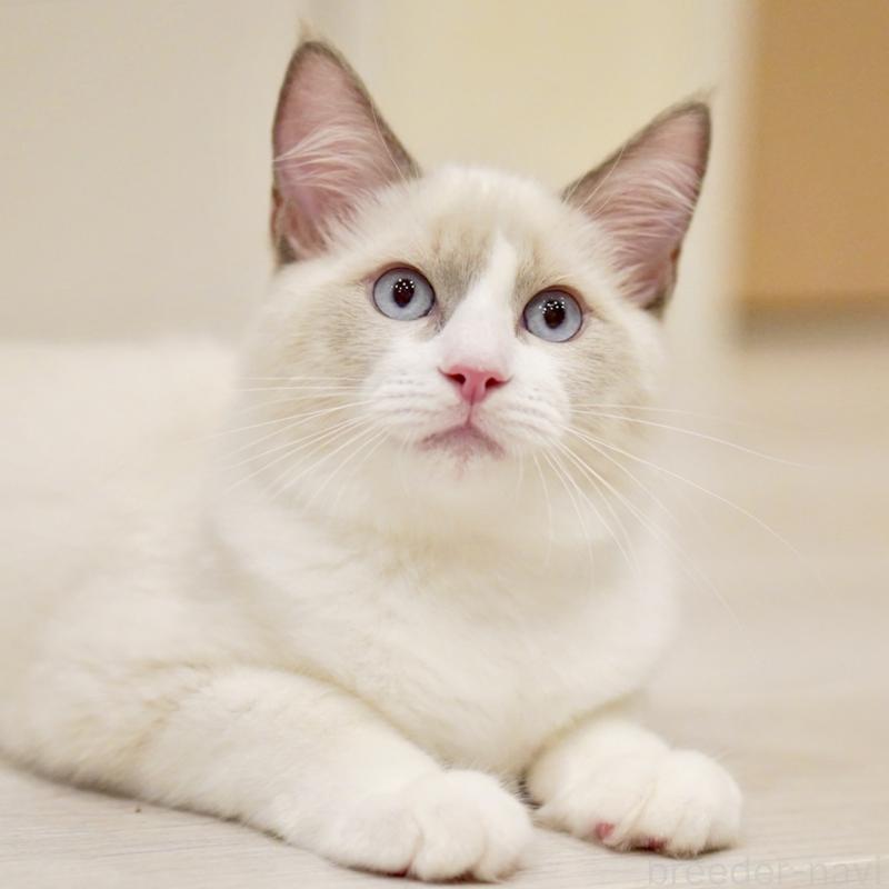 販売中の東京都のラグドール-121604の3枚目