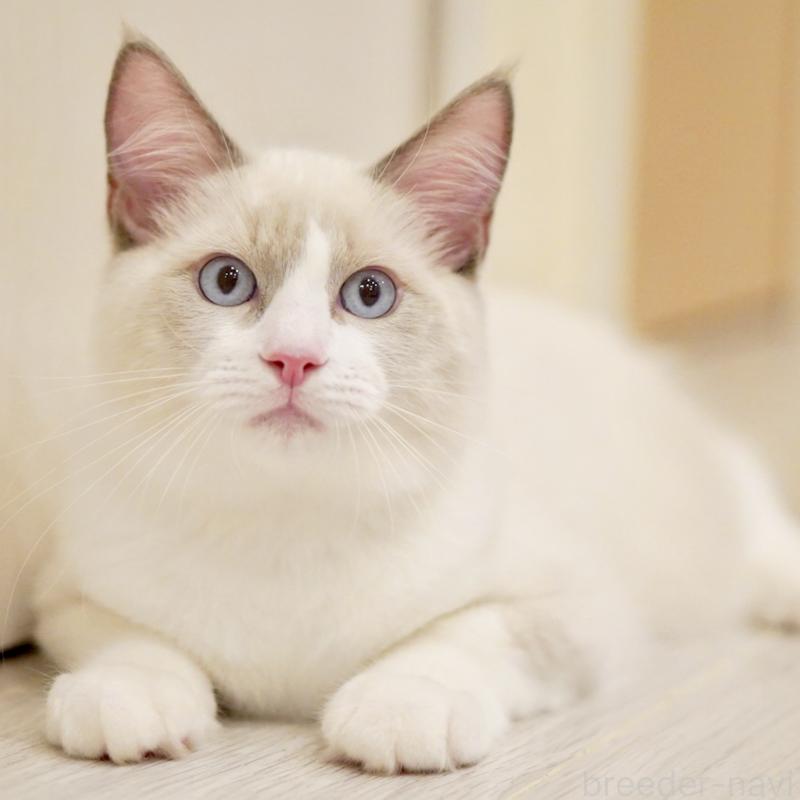 販売中の東京都のラグドール-121604の2枚目