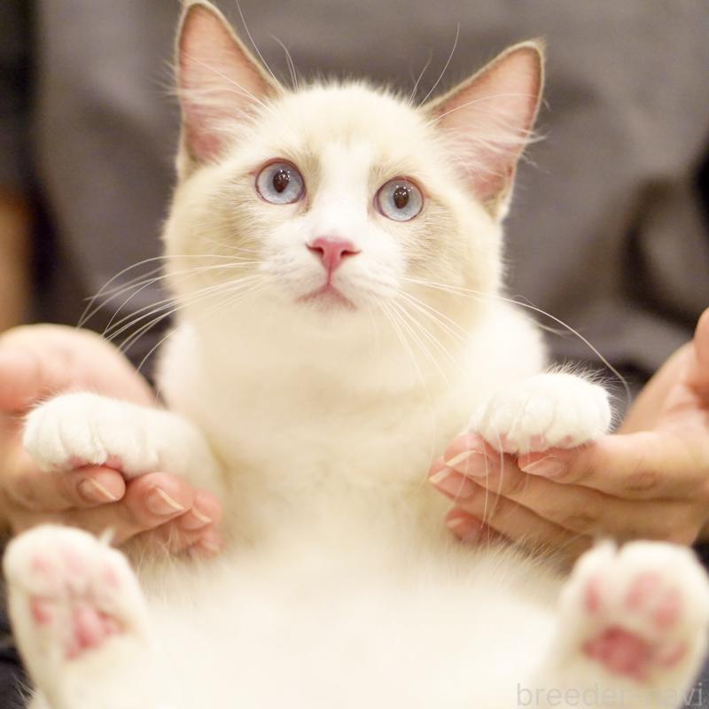 販売中の東京都のラグドール-121668の15枚目