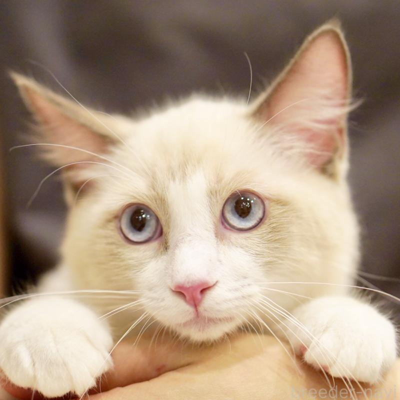 販売中の東京都のラグドール-121668の14枚目