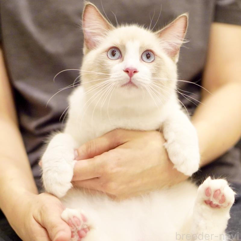 販売中の東京都のラグドール-121668の13枚目