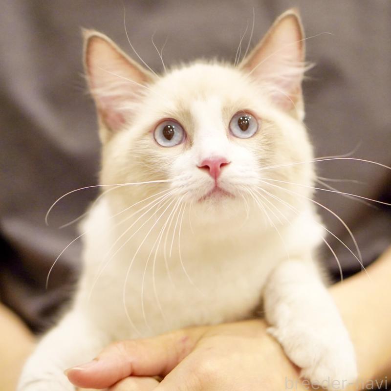 販売中の東京都のラグドール-121668の12枚目