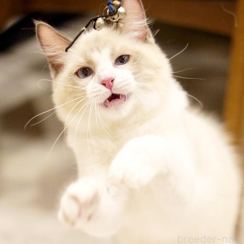 販売中の東京都のラグドール-121668の11枚目