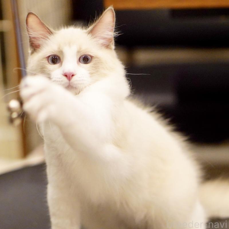 販売中の東京都のラグドール-121668の10枚目