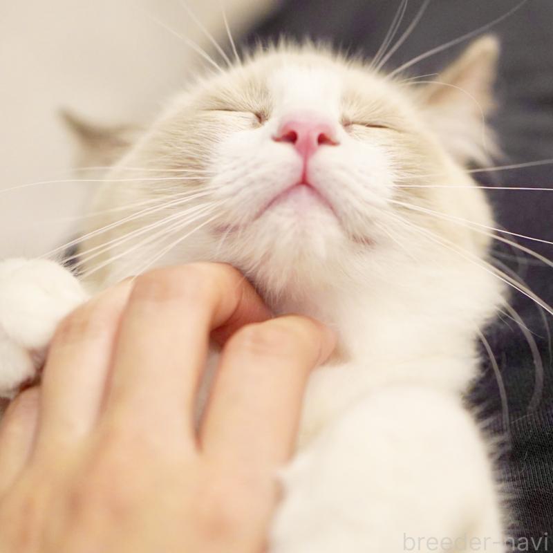 販売中の東京都のラグドール-121668の9枚目