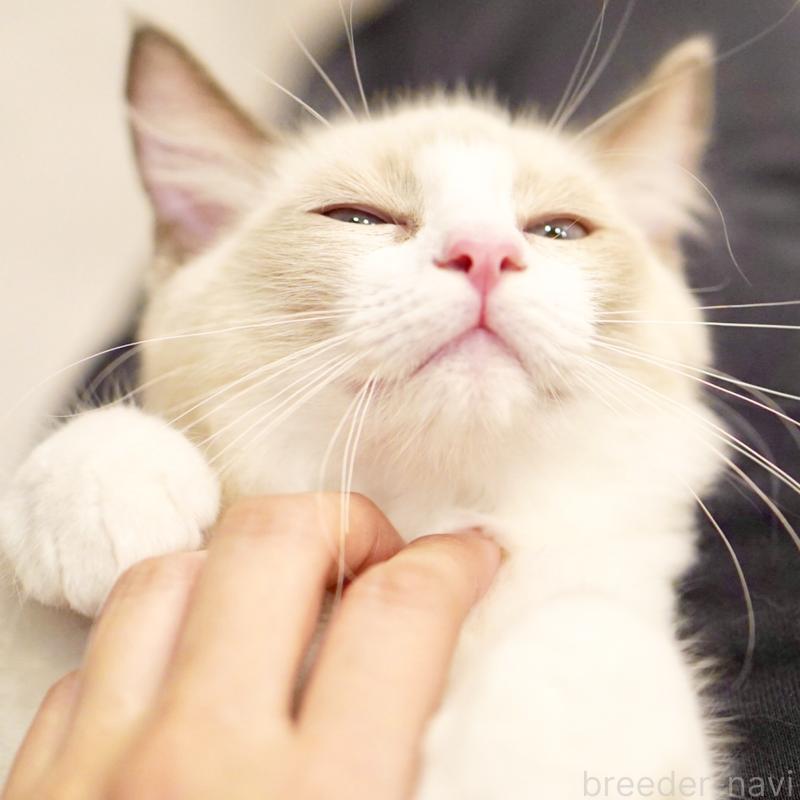 販売中の東京都のラグドール-121668の8枚目