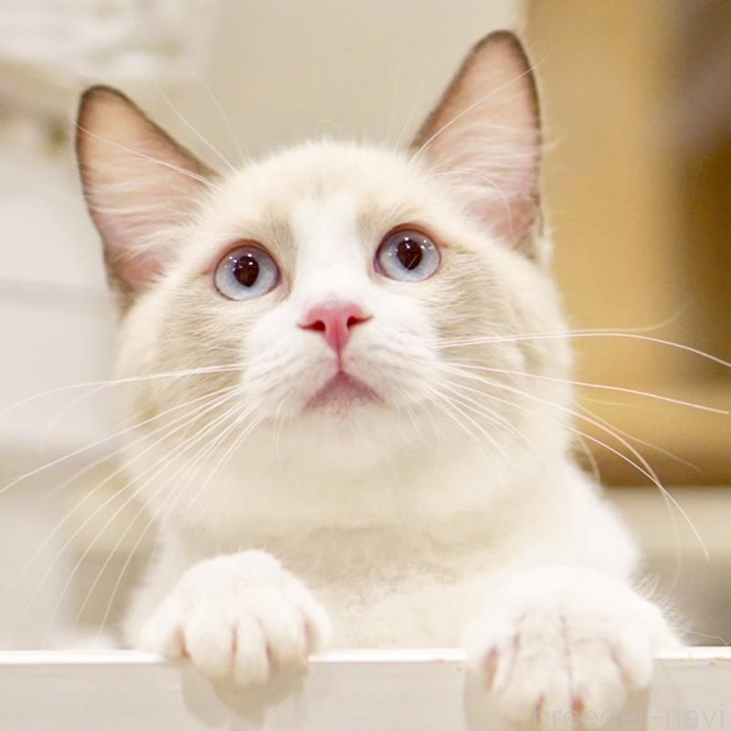 販売中の東京都のラグドール-121668の7枚目