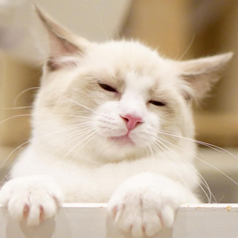 販売中の東京都のラグドール-121668の6枚目