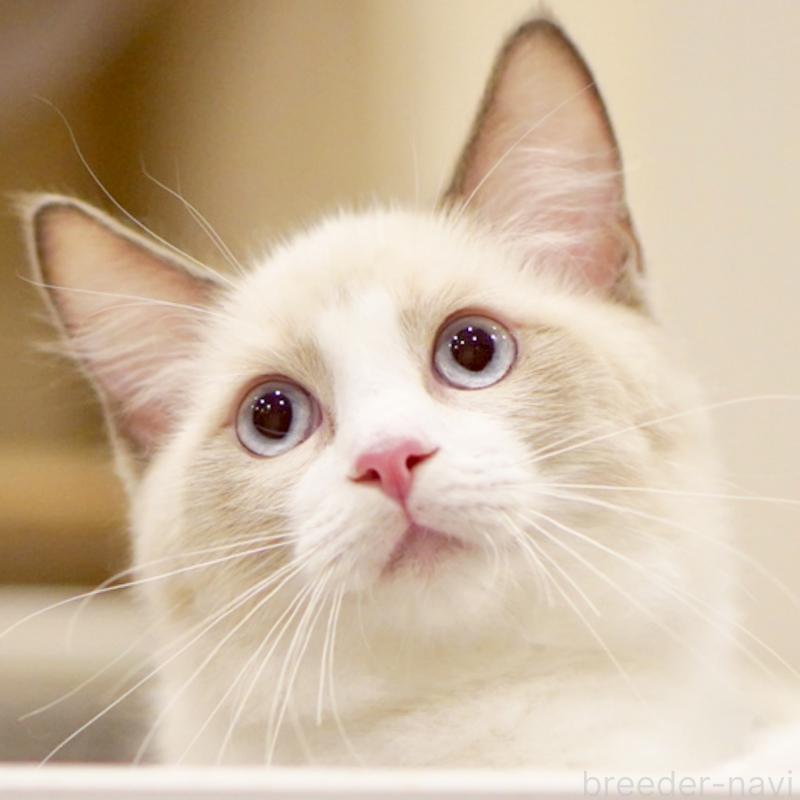 販売中の東京都のラグドール-121668の5枚目