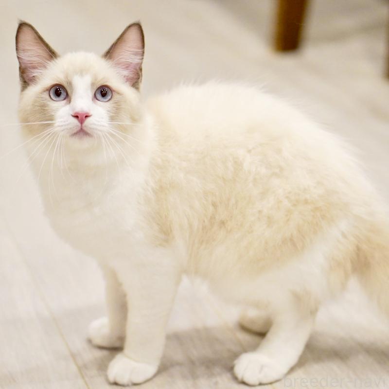 販売中の東京都のラグドール-121668の4枚目