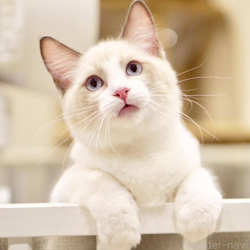 販売中の東京都のラグドール-121668の3枚目