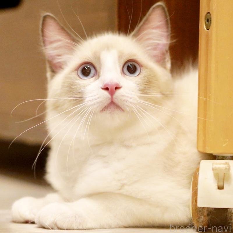 販売中の東京都のラグドール-121668の2枚目